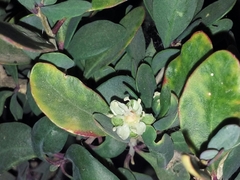 Stegnosperma halimifolium