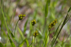 Carex bebbii