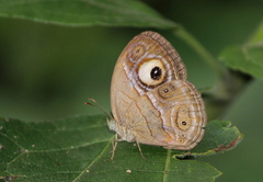 Mycalesis junonia