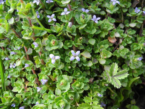Cyananthus hookeri