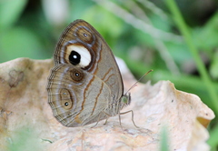Mycalesis junonia