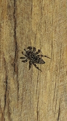 Sumampattus quinqueradiatus