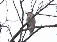 Coccothraustes coccothraustes