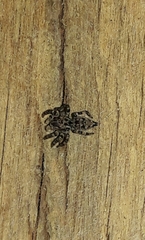 Sumampattus quinqueradiatus