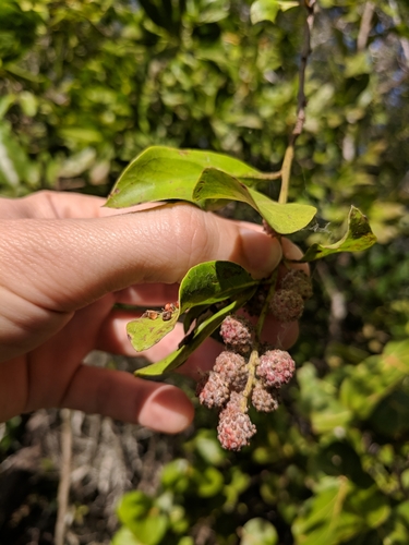 Conocarpus erectus - Whole tree