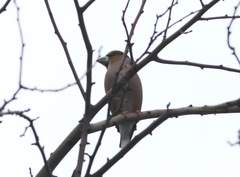 Coccothraustes coccothraustes