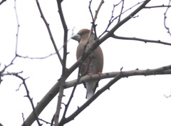 Coccothraustes coccothraustes