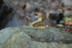 Epipedobates machalilla