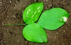 Clitoria glaberrima