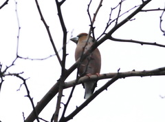 Coccothraustes coccothraustes