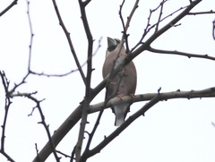 Coccothraustes coccothraustes