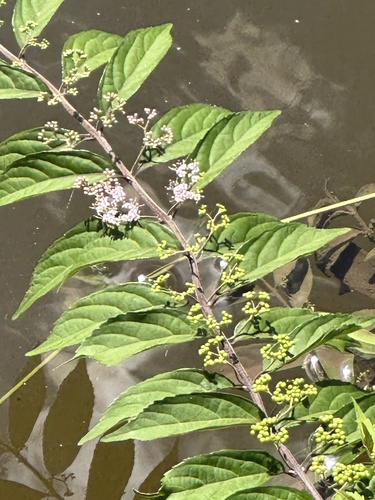 Purple beautyberry (Callicarpa dichotoma)