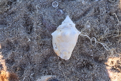 Strombus gracilior