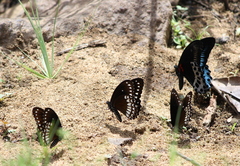 Papilio dravidarum