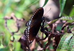 Papilio dravidarum