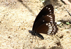 Papilio dravidarum