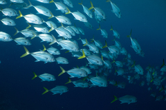 Peces de Quintana Roo · iNaturalist