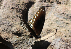 Papilio dravidarum