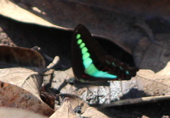 Graphium teredon