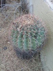 Ferocactus emoryi emoryi