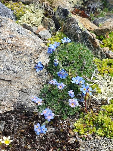 Eritrichium nanum