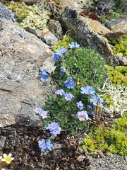 Eritrichium nanum