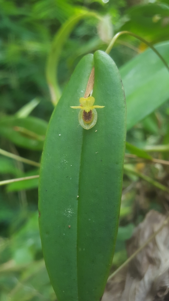Pleurothallis geographica