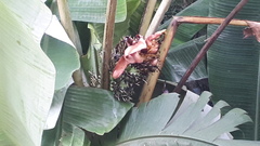 Musa acuminata