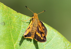 Potanthus pseudomaesa