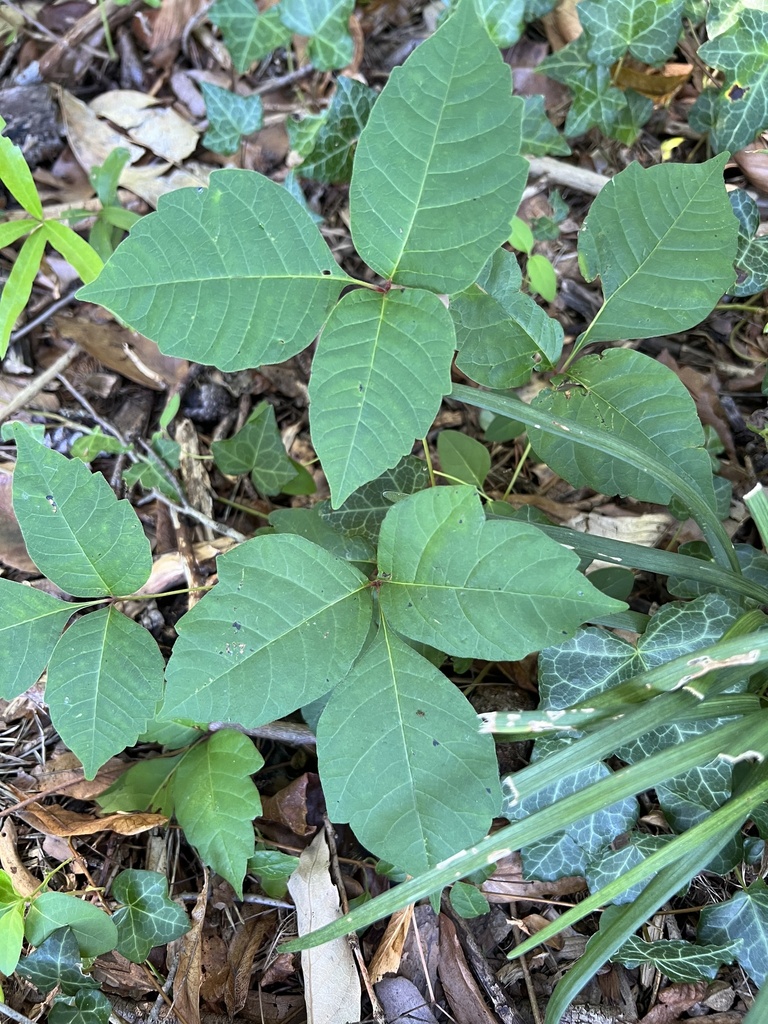 eastern poison ivy from Cherry Hill Park, Falls Church, VA, US on July ...