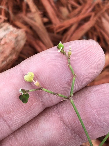 Euphorbia graminea
