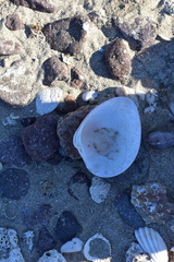 Megapitaria aurantiaca