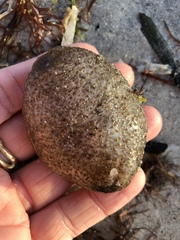 Molgula occidentalis