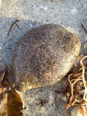 Molgula occidentalis