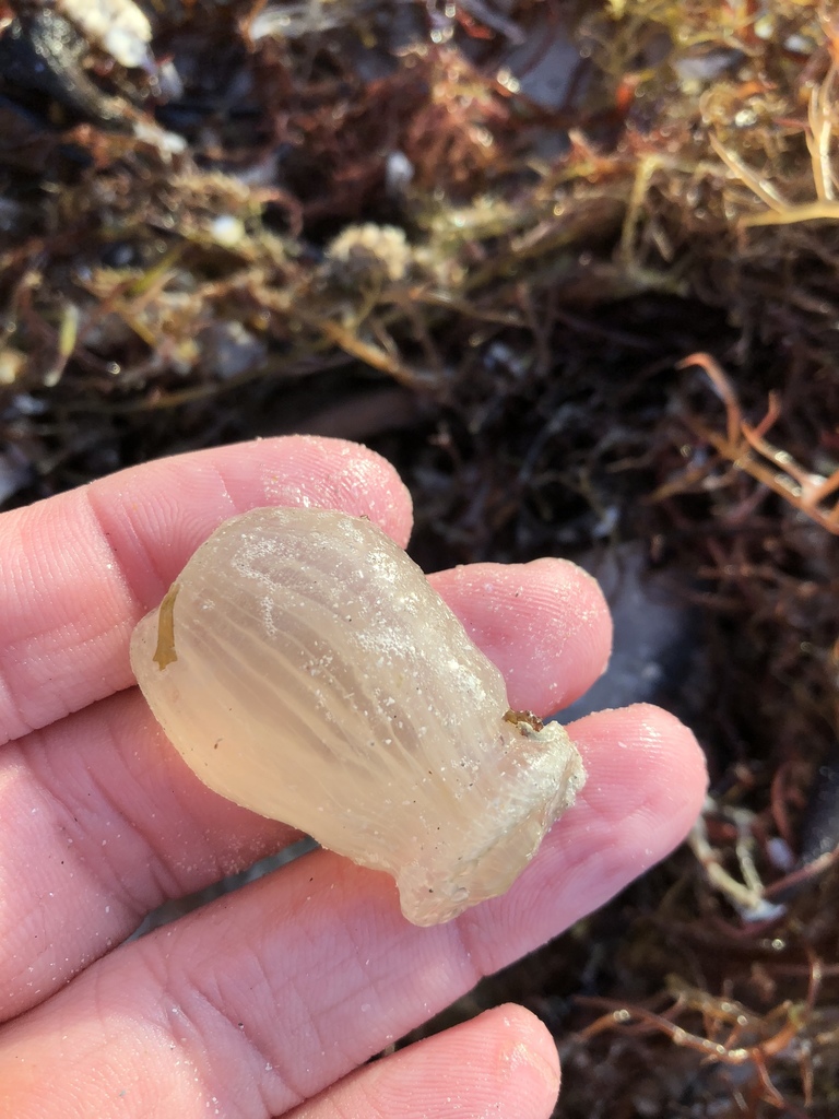 sea onion