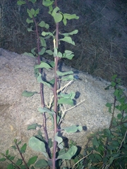 Stegnosperma halimifolium