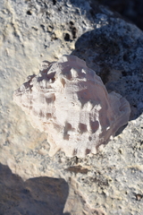 Phyllonotus erythrostomus