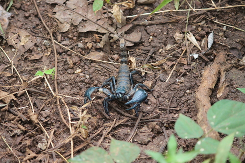 Photo of South Indian scorpion (Sahyadrimetrus scaber)
