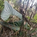 Anthurium lechlerianum Schott 2