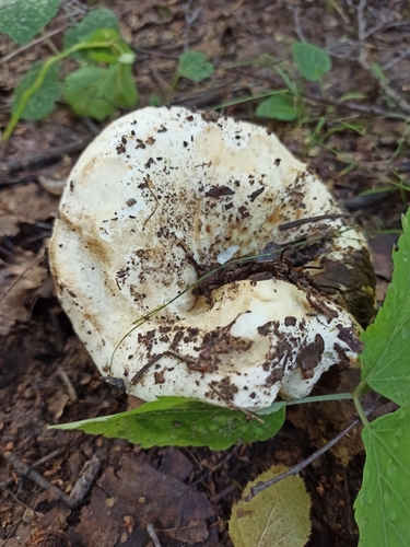 Наблюдение на iNaturalist
