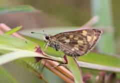 Taractrocera ceramas