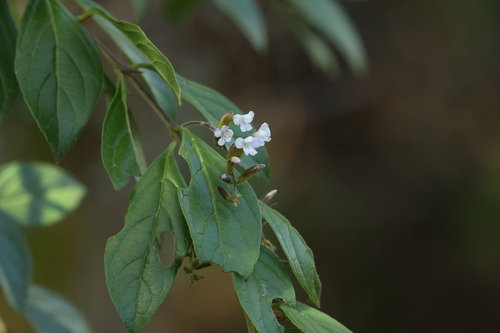 Image of Duranta Dickinsonii (Duranta dickinsonii) by (c) Thibaud Aronson, some rights reserved (CC BY-SA)