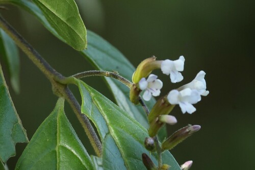 Image of Duranta Dickinsonii (Duranta dickinsonii) by (c) Thibaud Aronson, some rights reserved (CC BY-SA)