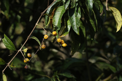 Image of Duranta Dickinsonii (Duranta dickinsonii) by (c) Thibaud Aronson, some rights reserved (CC BY-SA)