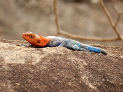 Agama dodomae