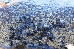 Chthamalus anisopoma