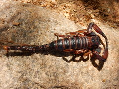 Pandipalpus viatoris