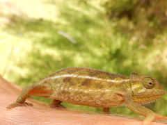 Trioceros sternfeldi