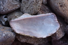 Arca pacifica