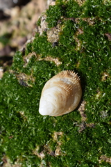Hipponicidae